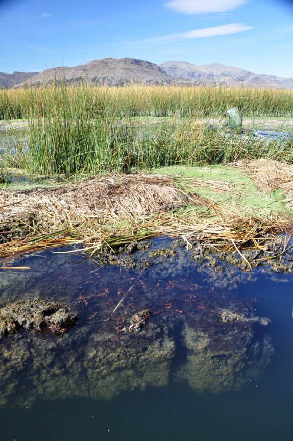 O junco, ou Totora, que formam as Islas Flotantes, próximo à Puno, no Peru